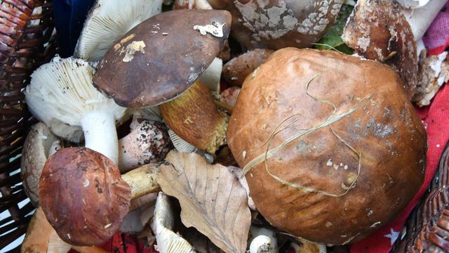 Tschernobyl: Radioaktivität: Verzehr von Wildpilzen ist unbedenklich