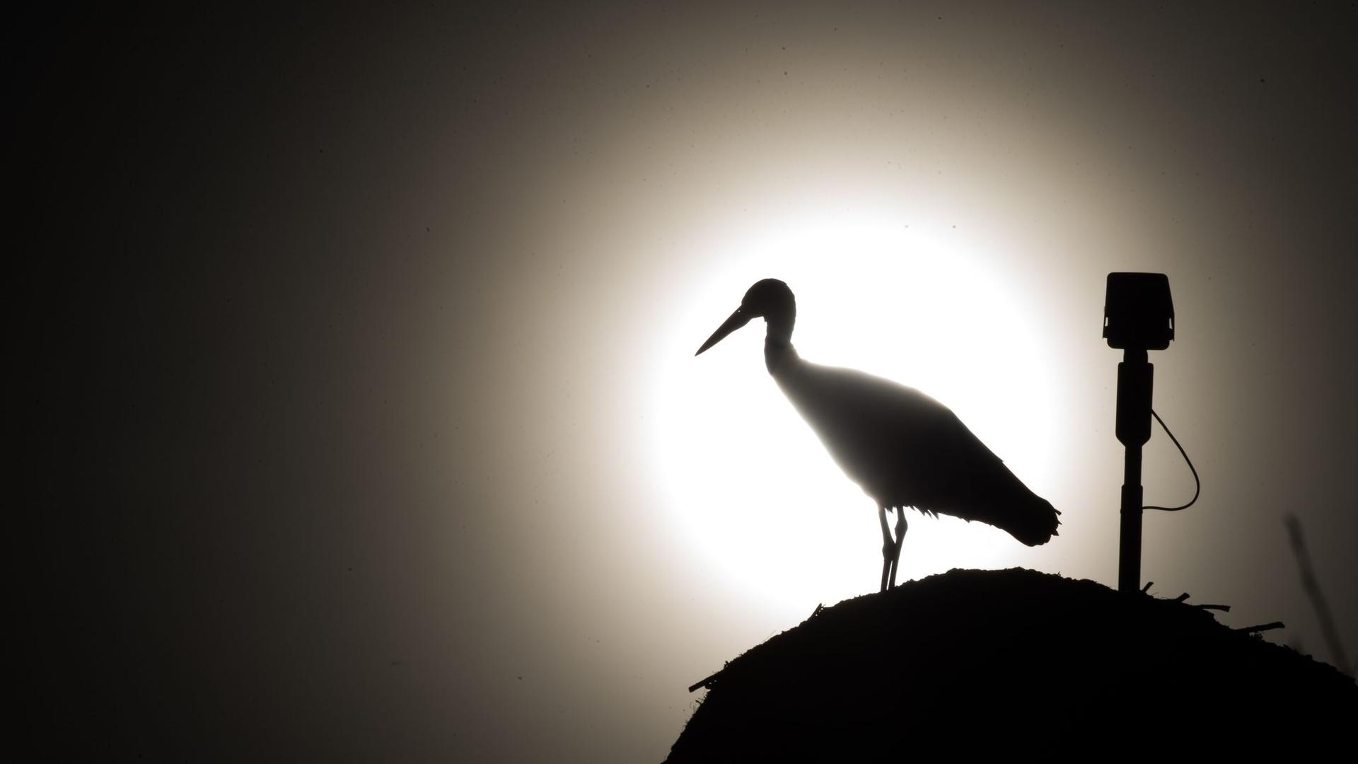 Klimawandel: Lange Pausen, kurze Strecken - Zugvögel nutzen milde Winter