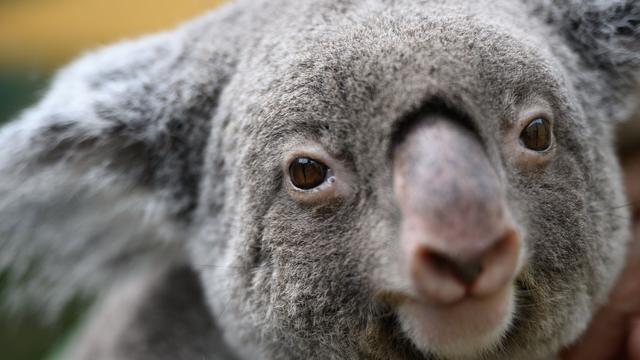 Mega-Projekt an der Ostküste: Australien schafft riesigen Nationalpark für Tausende Koalas