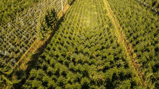 Weihnachtsbäume: Frost, Trockenheit, höhere Kosten: Tannenbäume werden teurer