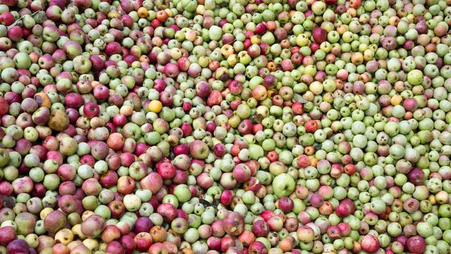 Ernte hat begonnen: Keltereien rechnen mit gutem Apfelweinjahrgang