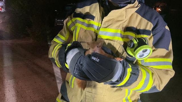 Tier in Not: Feuerwehr befreit steckengebliebenes Eichhörnchen