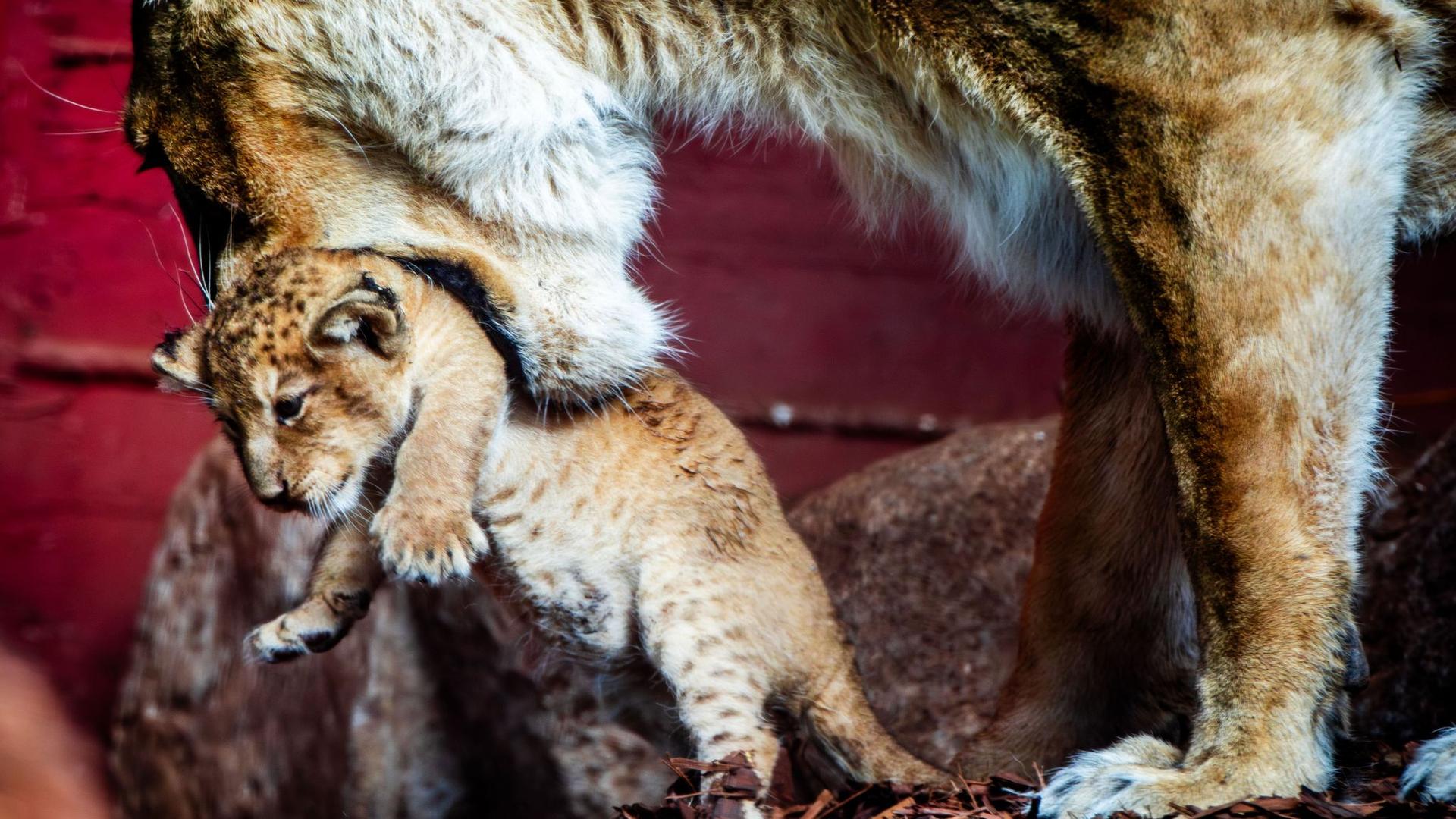 Nachwuchs im Zoo: Kleiner Rubin im Gehege - Schweriner Löwenbaby heißt Manika