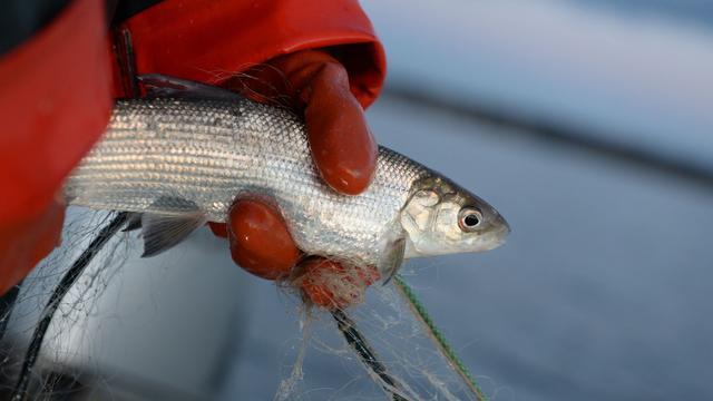 Fischerei: Felchenbestand im Bodensee erholt sich langsam