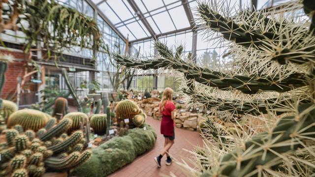 Seltene Pflanzen: Kaktus-Diebe schlagen immer wieder in Botanischen Gärten zu