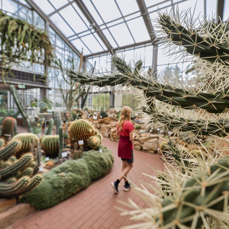 Seltene Pflanzen: Kaktus-Diebe schlagen immer wieder in Botanischen Grten  zu | DIE ZEIT