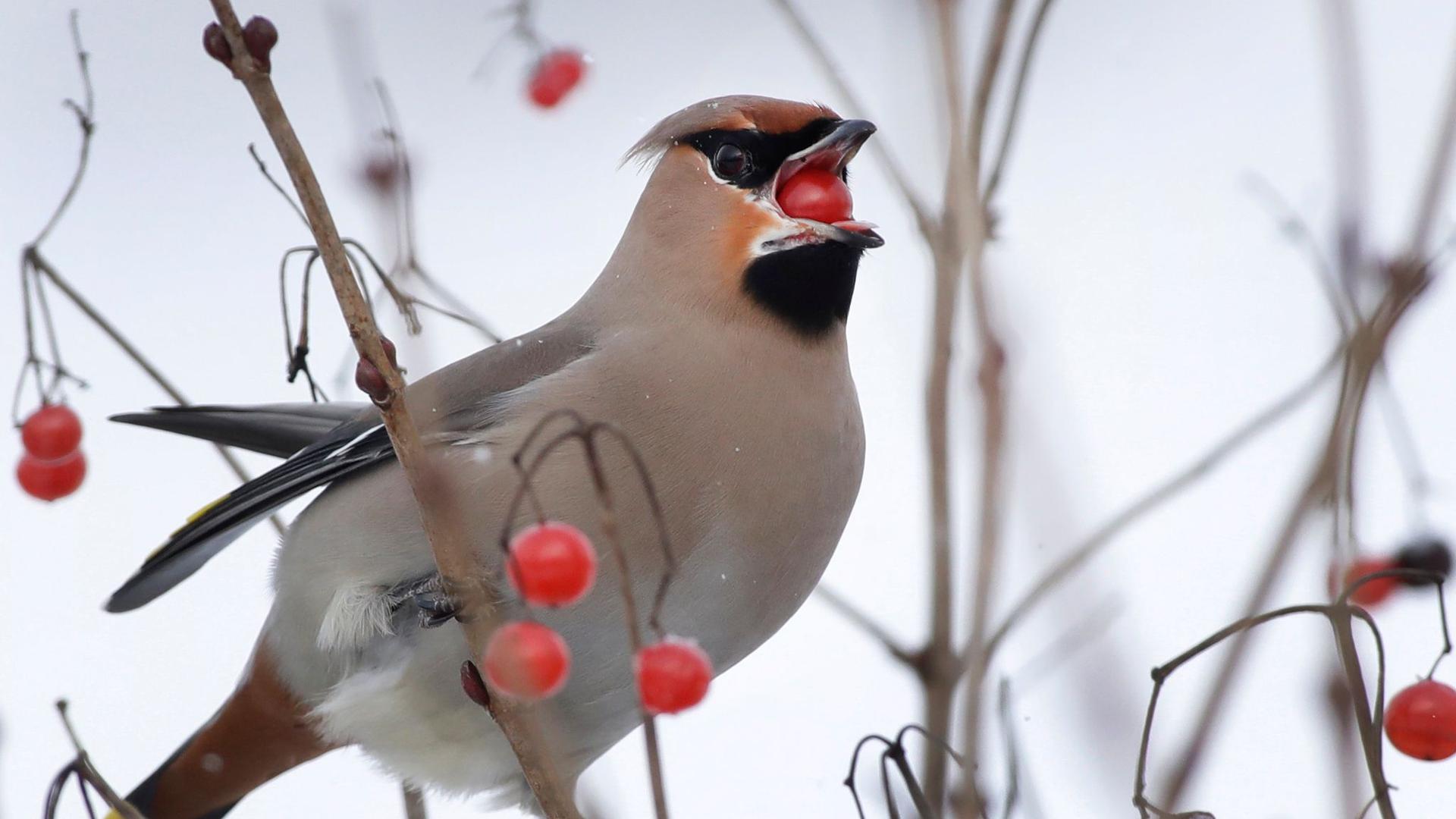 Klimawandel: Weniger Zugvögel überwintern in Bayern