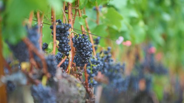 Wolken und Regen: Stürmische Böen und Schauer – Wetter wechselhaft