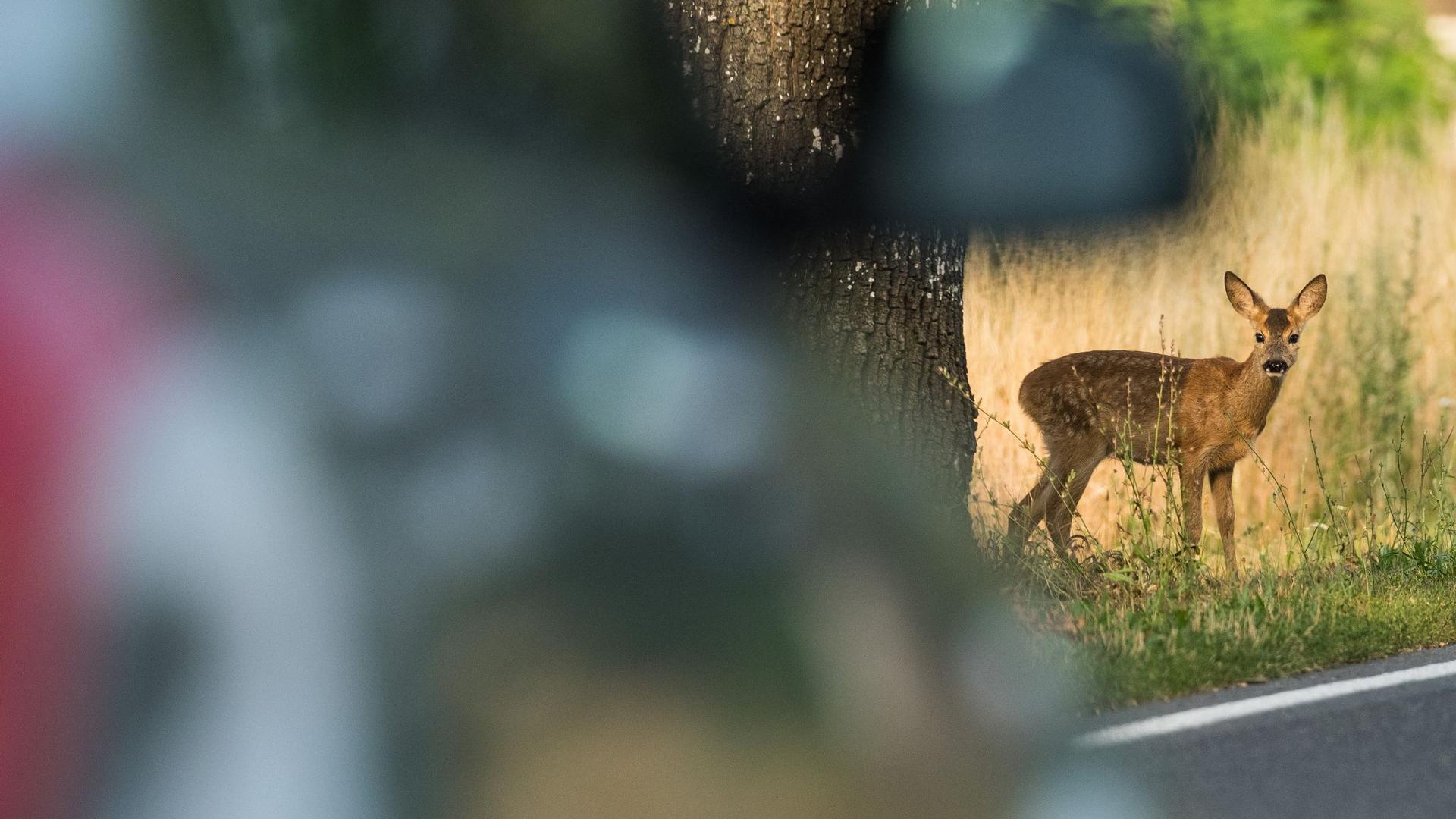 Unfall im Kreis Rostock: Auto schleudert Reh in Gegenverkehr - Motorradfahrer stirbt