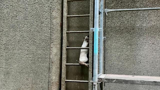 Verzweifelte Rufe: Feuerwehr rettet Tier aus Schleuse