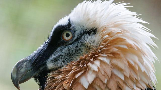 Tiere: Bartgeier-Weibchen im Nürnberger Tiergarten gestorben