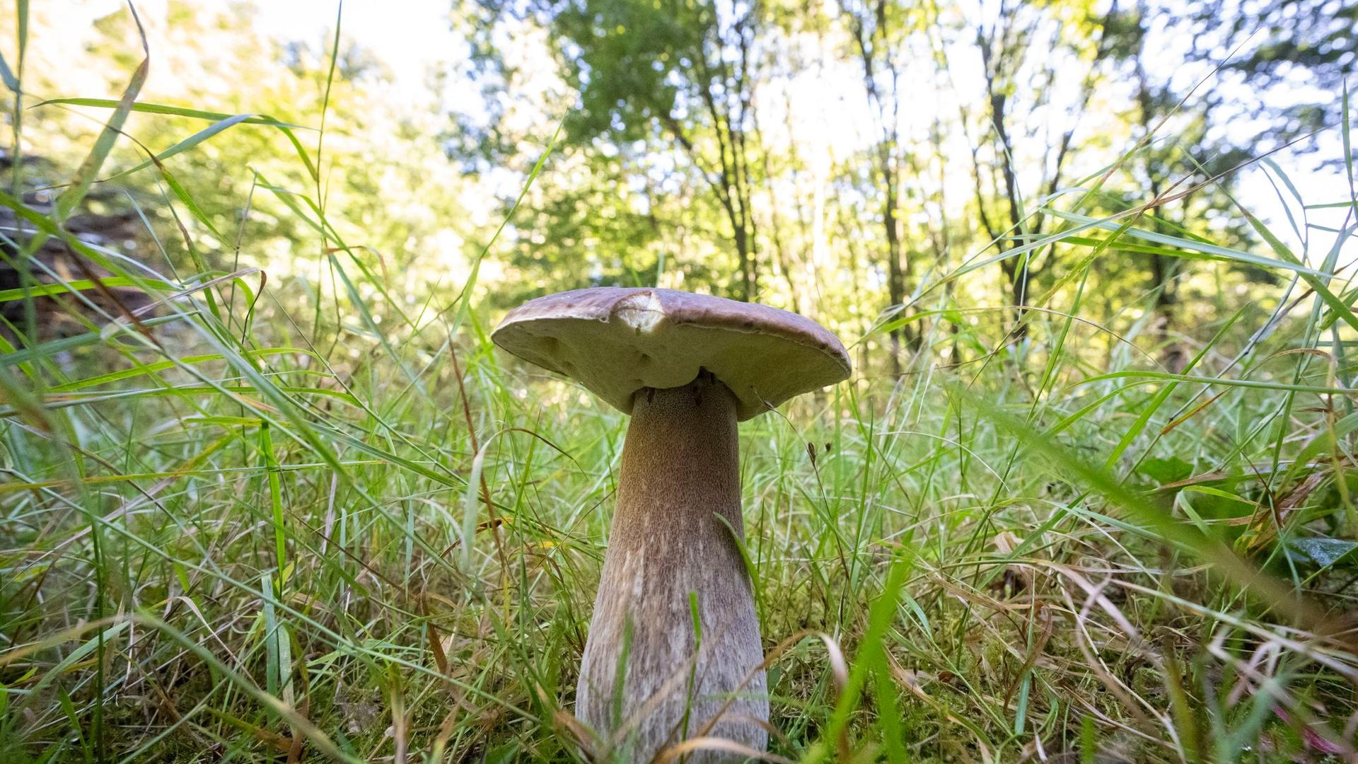 Natur: Pilzausstellung in Rostock: Was Sammler wissen sollten