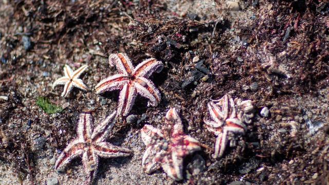 Lübecker Bucht: Seesterne und Krabben bewohnen Weltkriegsmunition in Ostsee