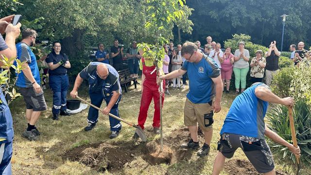 #Baumpflanzchallenge: Challenge geht viral: Sachsen im Baumpflanzfieber
