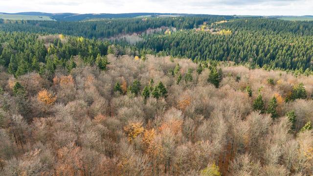 Klimaschutz: Natur als Verbündete: Was Schneider beim Klimaschutz plant