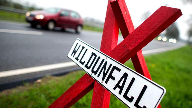 Gefahr im Straßenverkehr: Versicherer: Über eine Milliarde Schäden durch Wildunfälle