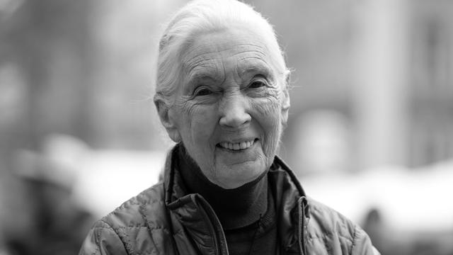 Forschung: Britische Schimpansen-Forscherin Jane Goodall tot