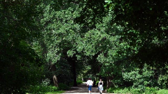 Klimaschutz: Initiative begrüßt "Kehrtwende" der Koalition für mehr Bäume