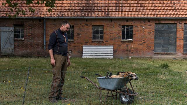 Untersuchung: Behörde bestätigt: Wolf hat Schafe in Hamburg gerissen