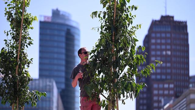 Klimaschutz in Berlin: Initiative "Baumentscheid" will ans Eingemachte gehen