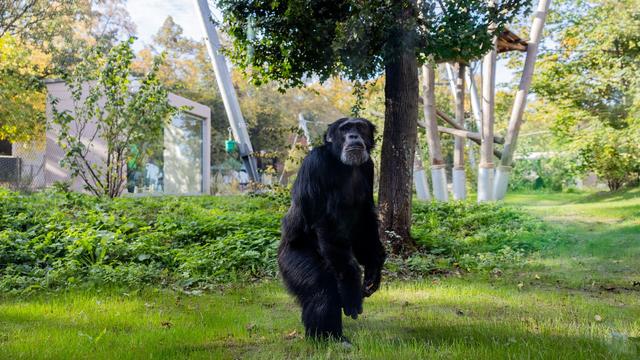 Zoo: Nach schwerem Brand: Neues Affenhaus in Krefeld