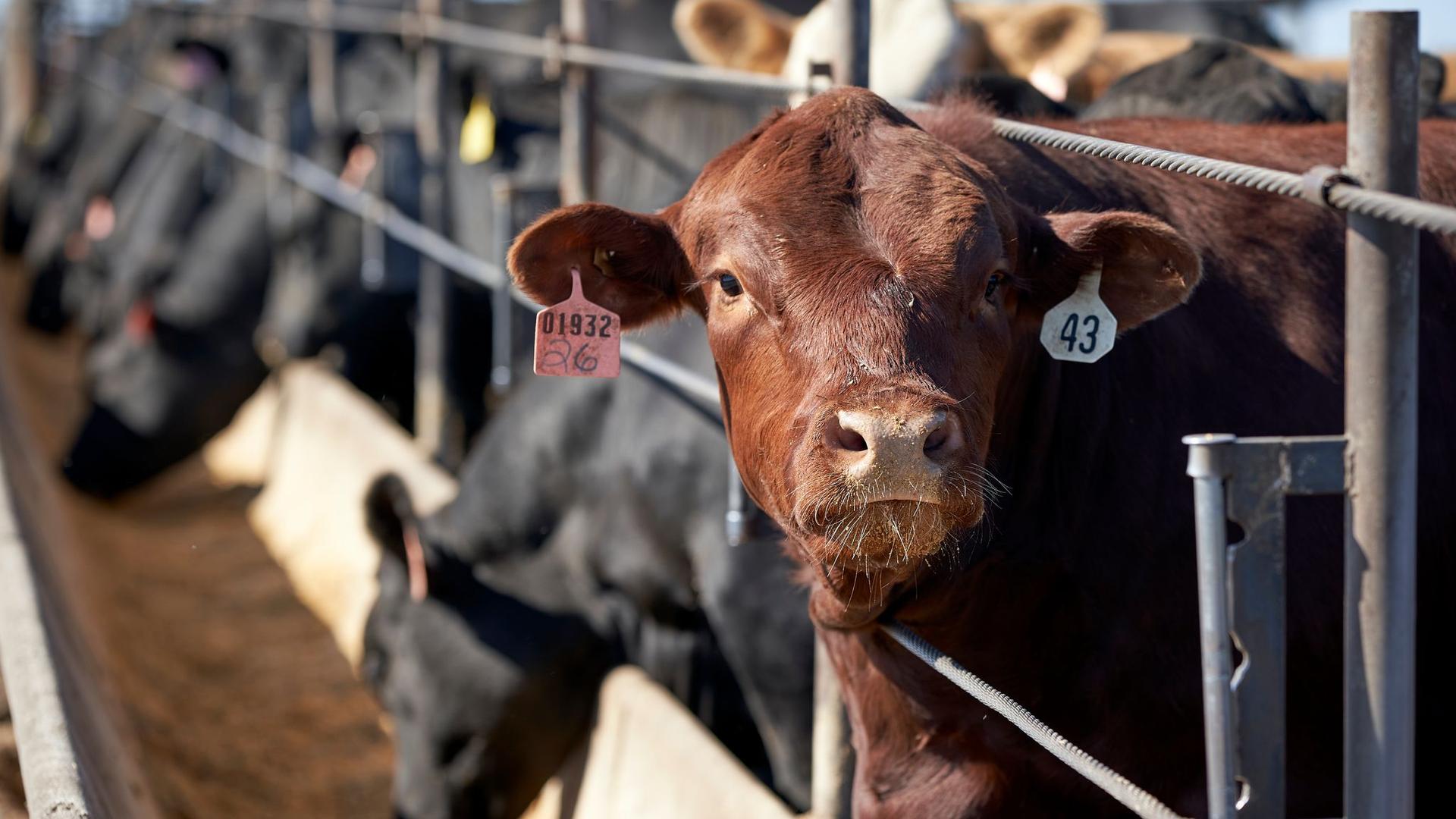 Nahrungsmittelproduktion: Ernährungsweise trägt weiterhin stark zur Klimakrise bei