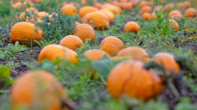 Wetterbericht: Feiertag läutet Herbst-Wochenende mit Sturm und Regen ein