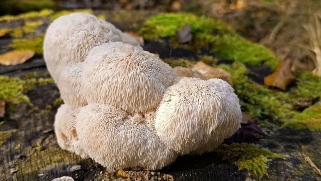 Schmackhafter Titelträger: Igelstachelbart ist "Pilz des Jahres 2026"