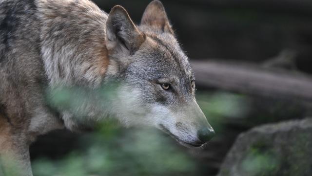 Um Tiere zu identifizieren: Landesamt sucht nach Fotos von Wolfskot