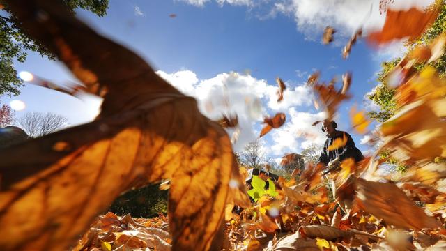 Wenn im Herbst das Laub fällt: Leisere Laubbläser im Einsatz – Naturschützer warnen dennoch