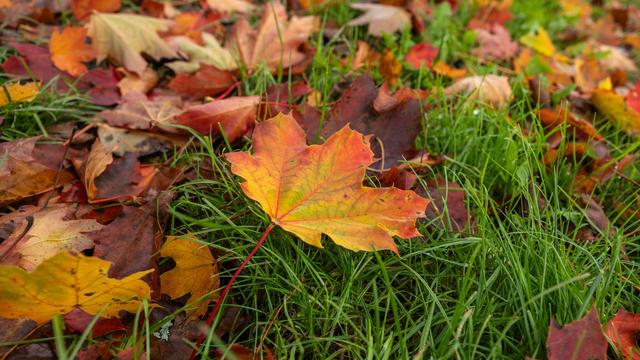 Wetterbericht: Wolkig und nass - Südwesten startet grau in die Woche