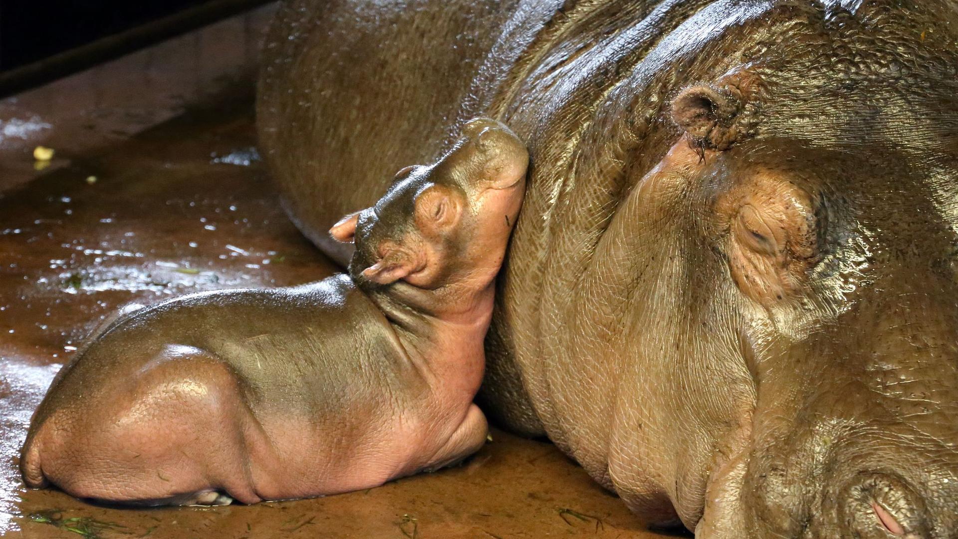 Junger Paarhufer: Flusspferd-Nachwuchs im Berliner Zoo