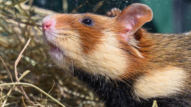 Schutz für kleinen Nager: Jahrestreffen der Naturschützer - Feldhamster im Fokus
