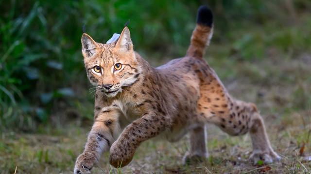 Europäisches Zuchtprogramm: Neue Luchs-Dame soll im Harz für Nachwuchs sorgen