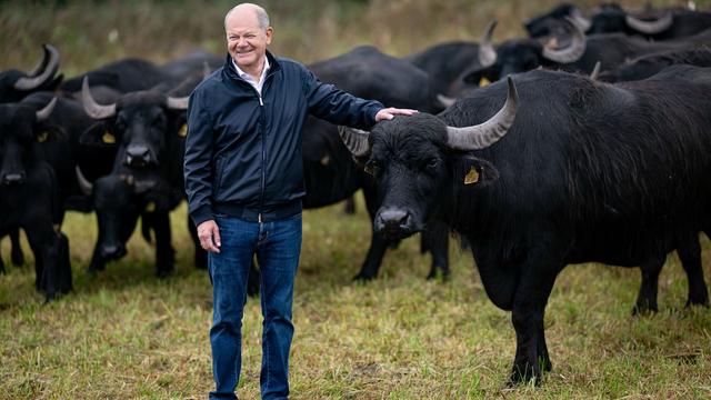 Artenvielfalt: Scholz besucht Wasserbüffel-Projekt bei Werder