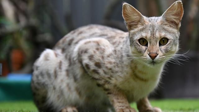 Gerichtsurteil in NRW: Trotz Justin Bieber: Savannah-Katze aus Wohngebiet verbannt
