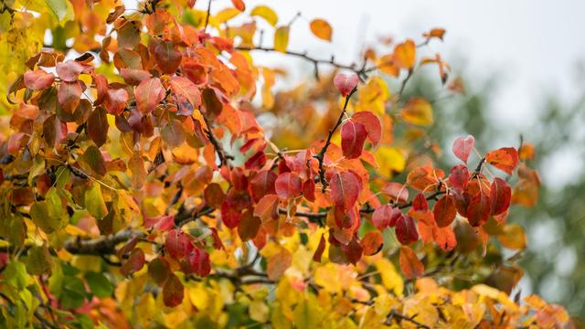 Wetter: Weiter Herbst im Südwesten - Sonne zeigt sich zeitweise