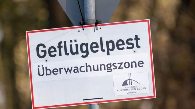 Virus bei Geflügel: Weiterer Fall von Geflügelpest in Ostthüringen