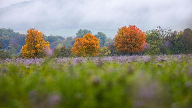 Herbstwetter: Sonne, Nebel, Wolken – Wetter bleibt launisch im Südwesten