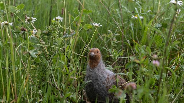 Vogelschutz: Bedrohtes Rebhuhn zum Vogel des Jahres 2026 gewählt