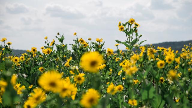 Energie vom Feld: Viele Maisfelder - doch eine andere Pflanze hätte Vorteile