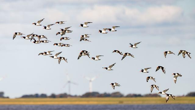 Umweltschutz: Wattenmeer stärker bedroht: Klimawandel und Windparks