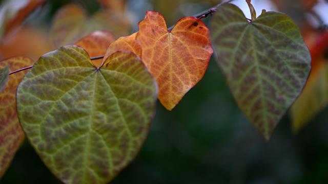 Vorhersage: Weiter Wolken, Sprühregen und milde Temperaturen in NRW