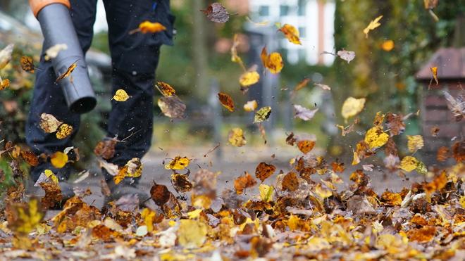 Abfall: Herbstlaub entfernen: Diese Regeln gelten in Sachsen | DIE ZEIT