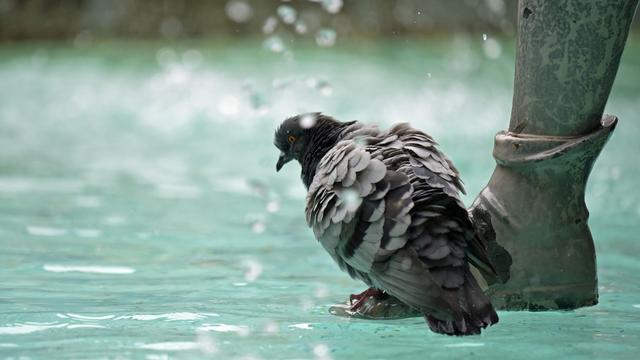 Tierquälerei: Taube totgetreten – Ermittlungen nach Tierschutzgesetz