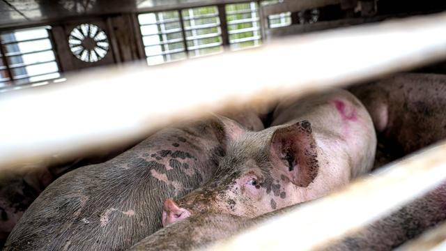 Unfälle: Tiertransporter umgekippt – rund 30 Schweine verletzt