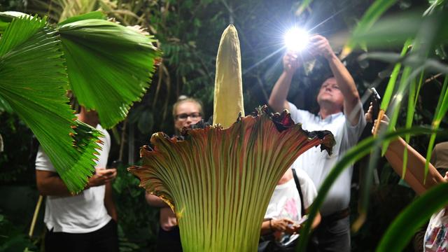 Seltsamer Diebstahl: Titanenwurz "David" aus Dortmunder Park gestohlen