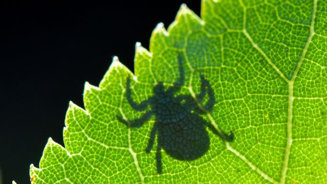Infektionskrankheit: Gesundheitsbehörde: Mehr Borreliose-Fälle in Bayern