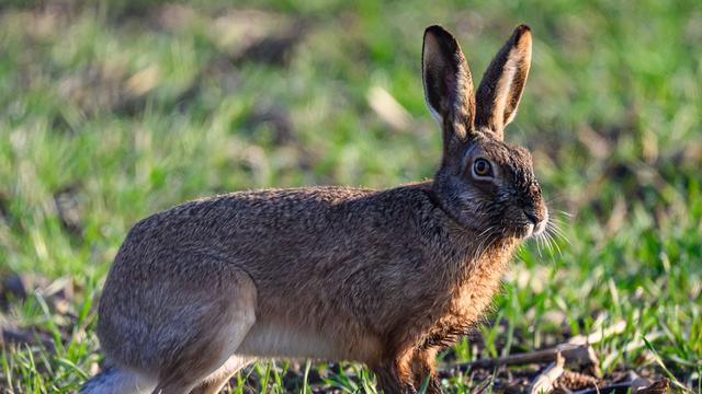 Tierseuche: Myxomatose bei Feldhasen in Pinneberg entdeckt
