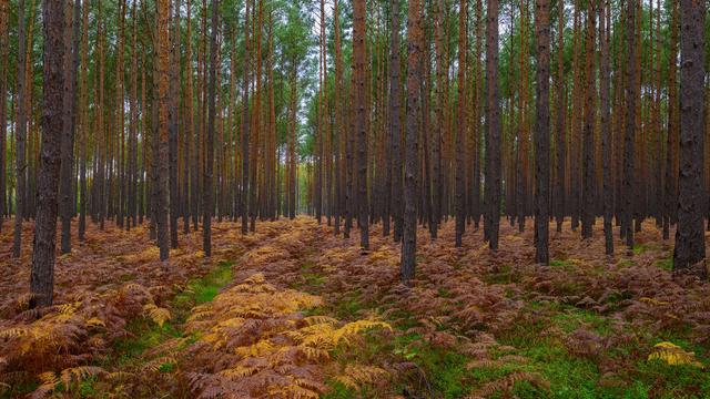 Wetter: Durchwachsenes Herbstwetter in Berlin und Brandenburg